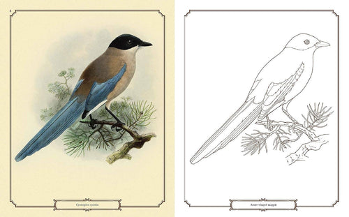 Beautiful Birds Coloring Book
