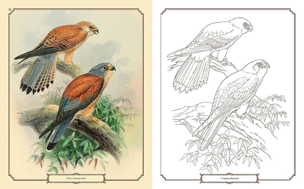 Beautiful Birds Coloring Book