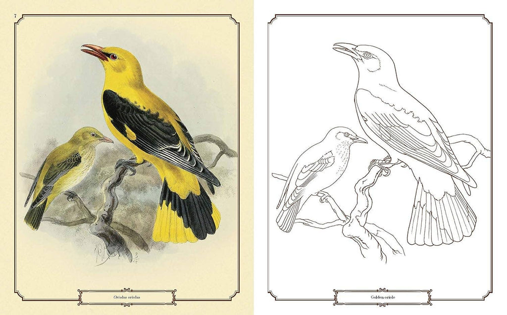 Beautiful Birds Coloring Book