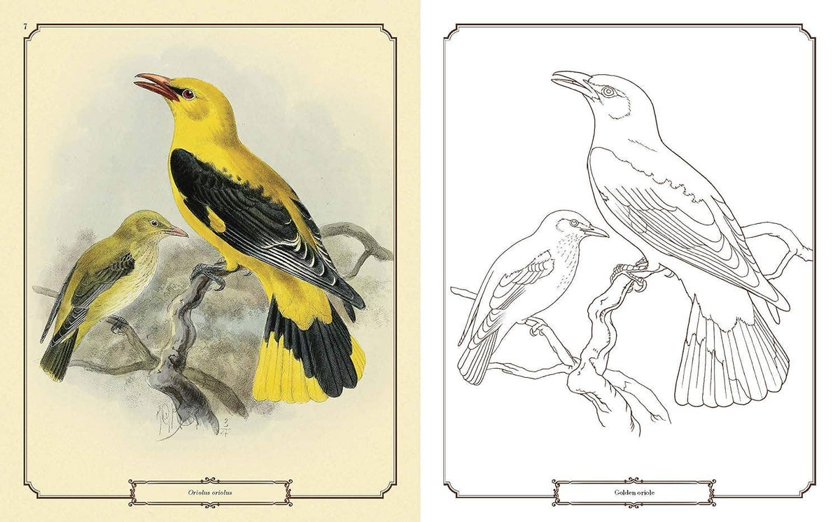 Beautiful Birds Coloring Book